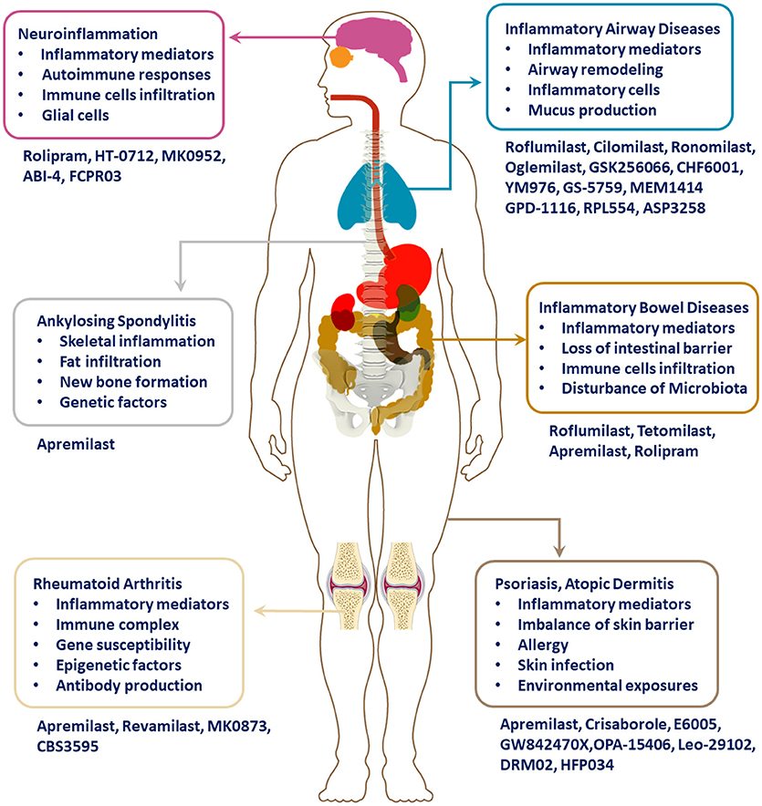 Frontiers | Phosphodiesterase-4 Inhibitors for the Treatment
