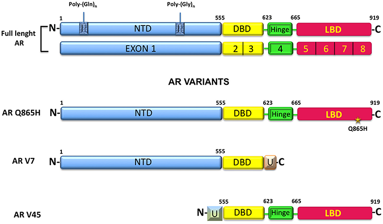 Frontiers | The Androgen Receptor in Breast Cancer