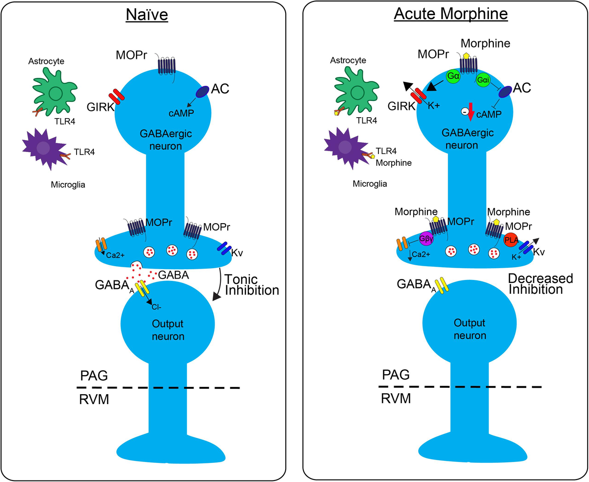 Frontiers | The Contribution of the Descending Pain Modulatory Pathway in  Opioid Tolerance, image size:1200x983