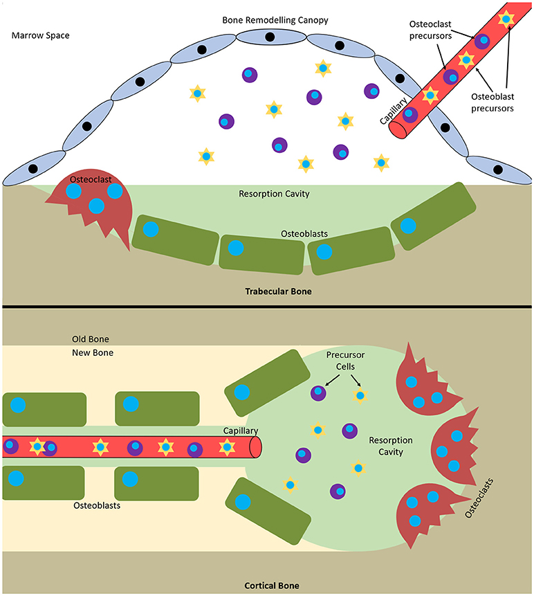 Frontiers | In vitro Models of Bone Remodelling and