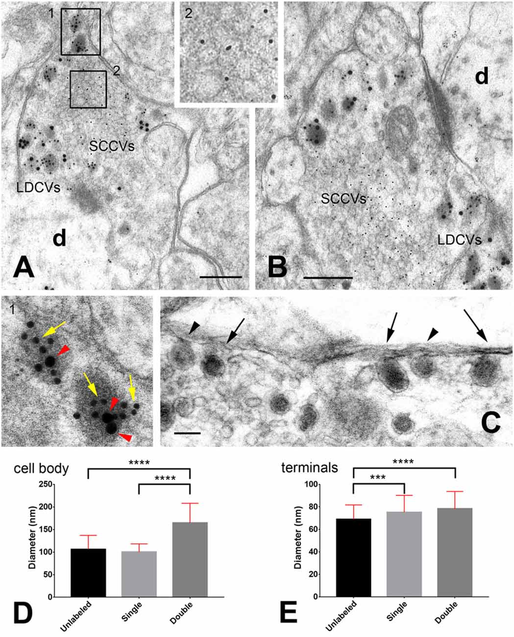 Frontiers | Costorage of High Molecular Weight