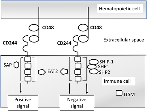 ｃｄ4 Frontiers | The Emerging Role of CD244 Signaling in Immune