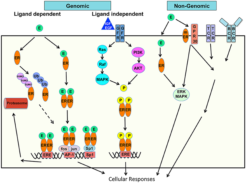 FrontiersHormones in Acquired Immunity and Autoimmune Disease