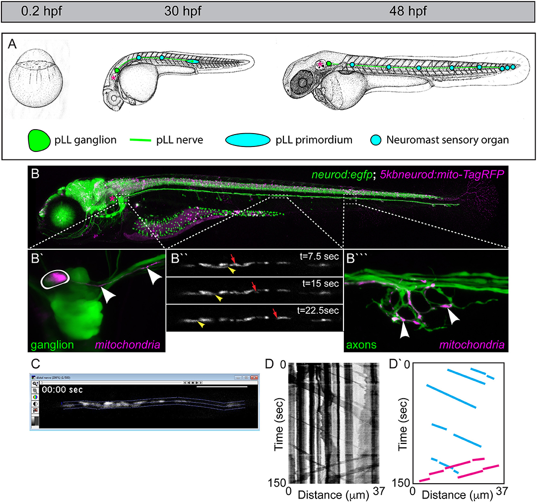 Frontiers | Analyzing Neuronal Mitochondria in vivo Using Fluorescent  Reporters in Zebrafish