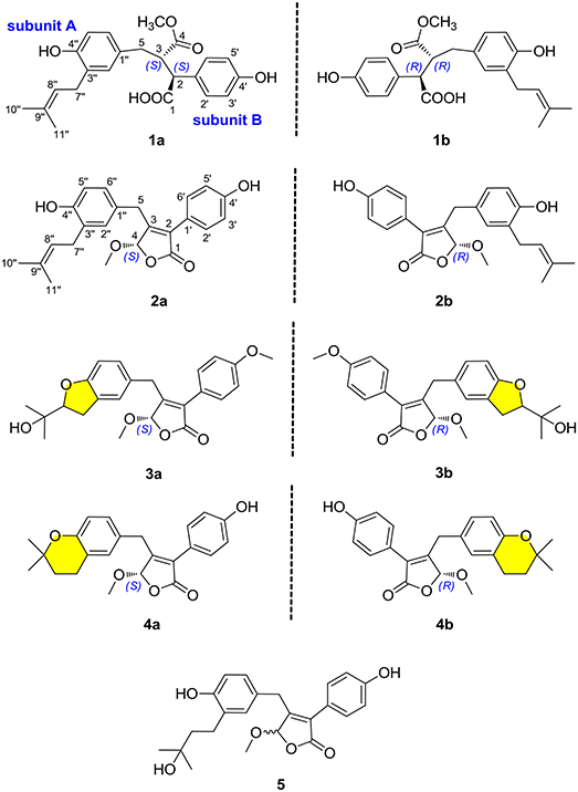 Frontiers | α-Glucosidase Inhibitors From the Coral