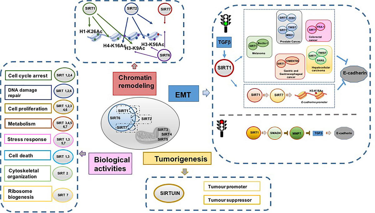 Frontiers | Dual Tumor Suppressor and Tumor Promoter Action