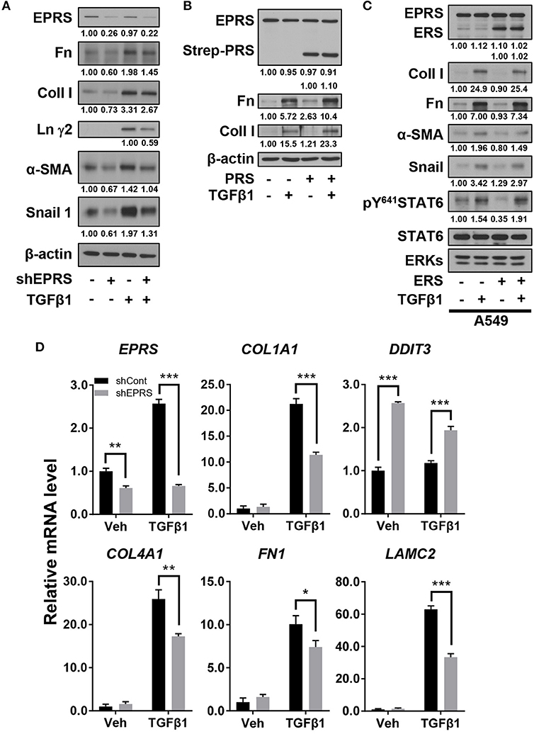 yu Finite-time scaling beyond the Kibble-Zurek prerequisite in