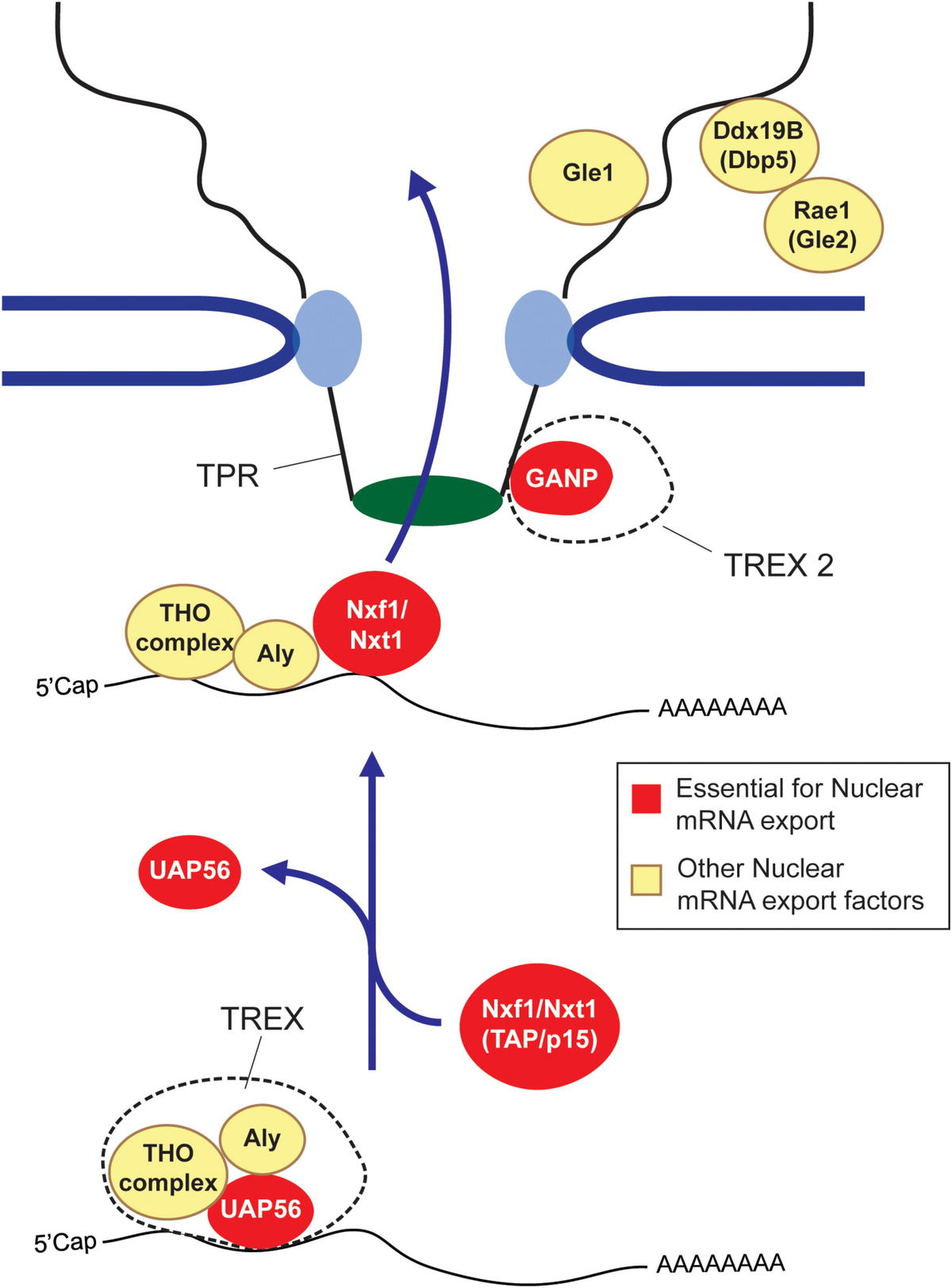 Frontiers | Sequence Determinants for Nuclear Retention and 