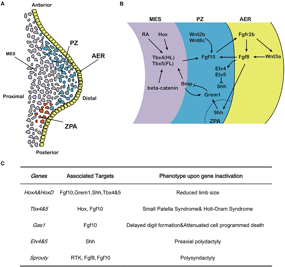 Frontiers | Fibroblast Growth Factor 10 and Vertebrate Limb