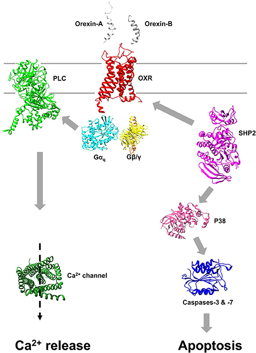 Frontiers | The Anti-tumoral Properties of Orexin/Hypocretin