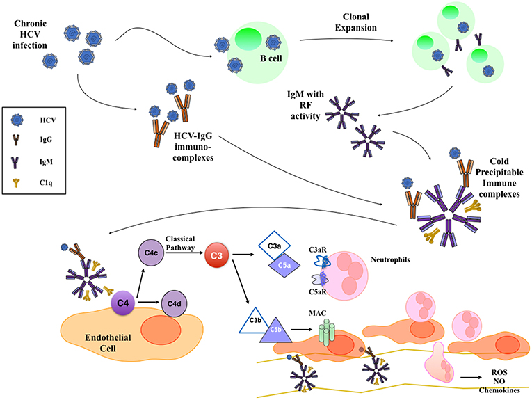 Frontiers | HCV-Associated Nephropathies in the Era of