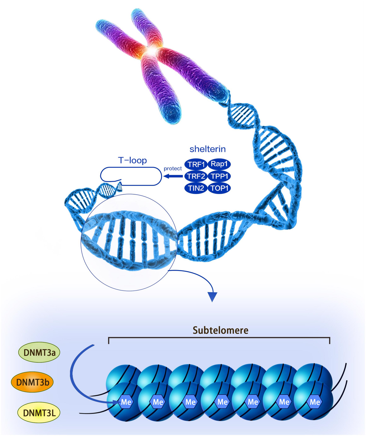 Frontiers | The Alteration of Subtelomeric DNA Methylation