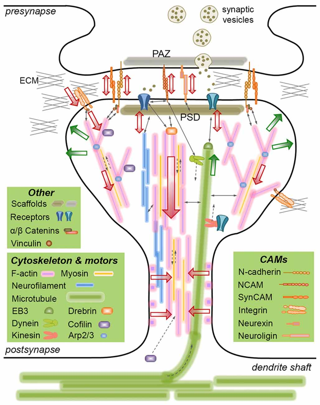 健康・医学 Synaptic Plasticity: New Research Synaptic plasticity and depression: new insights from stress