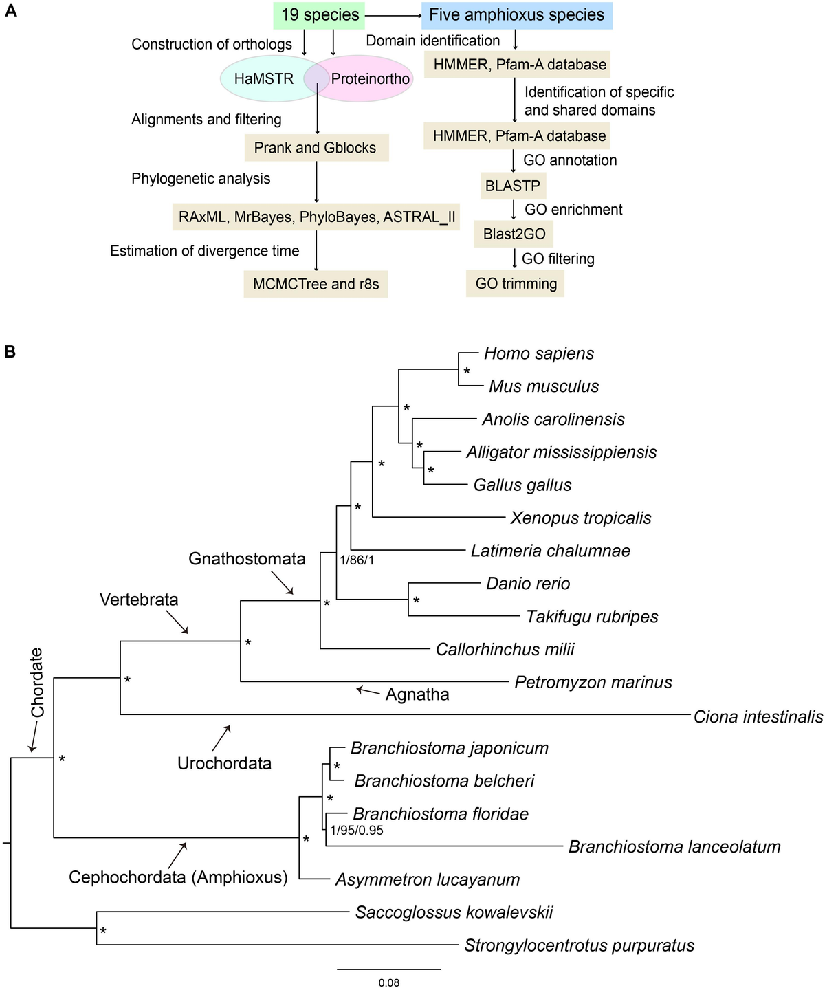 Frontiers | A Phylogenomic Framework and Divergence History