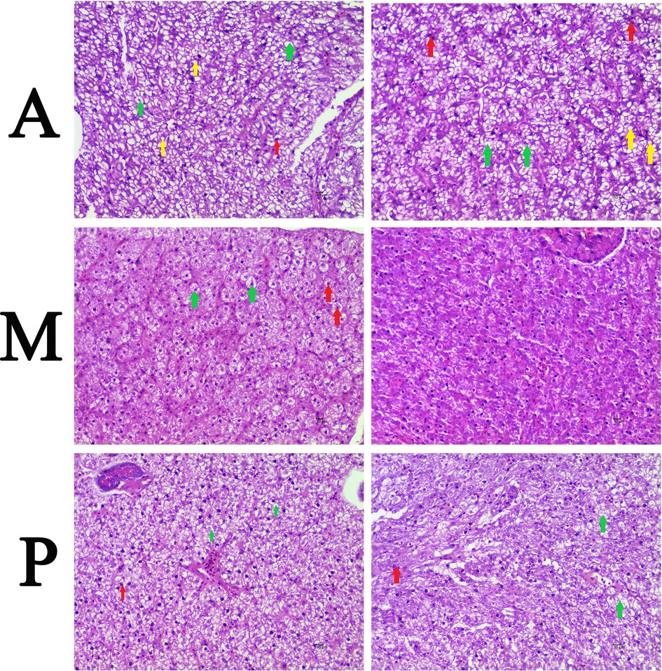 fphys-10-00631-g001.jpg