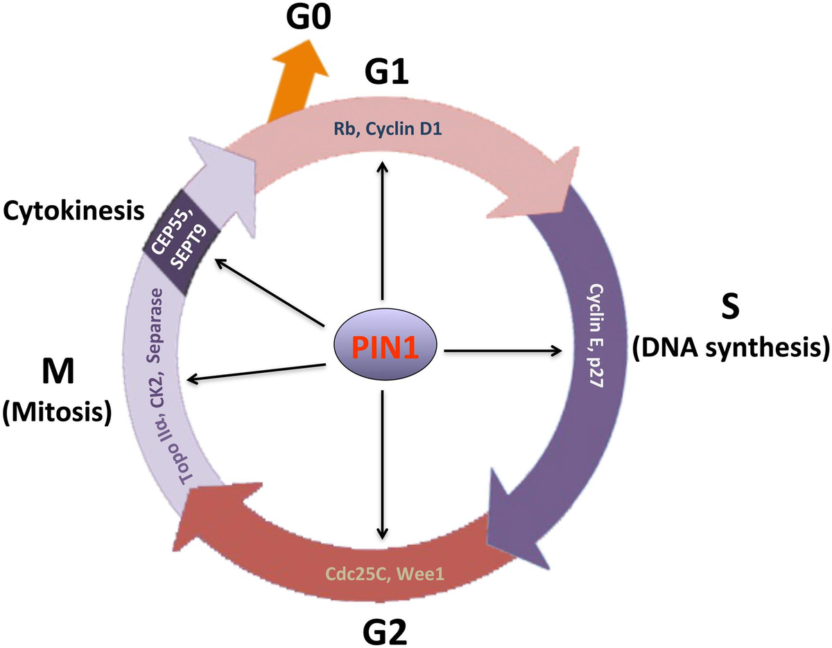 【特別送料無料！】 Cell in PIN1 | Frontiers Cycle Cancer and Control スポーツトイ・アクショントイ