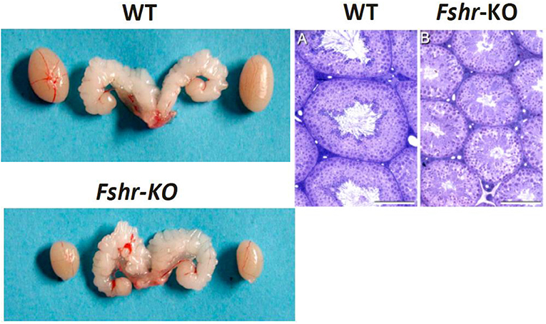 Afgon jinsiy aloqa Gozal eshak, katta kokrak va ulkan xoroz video