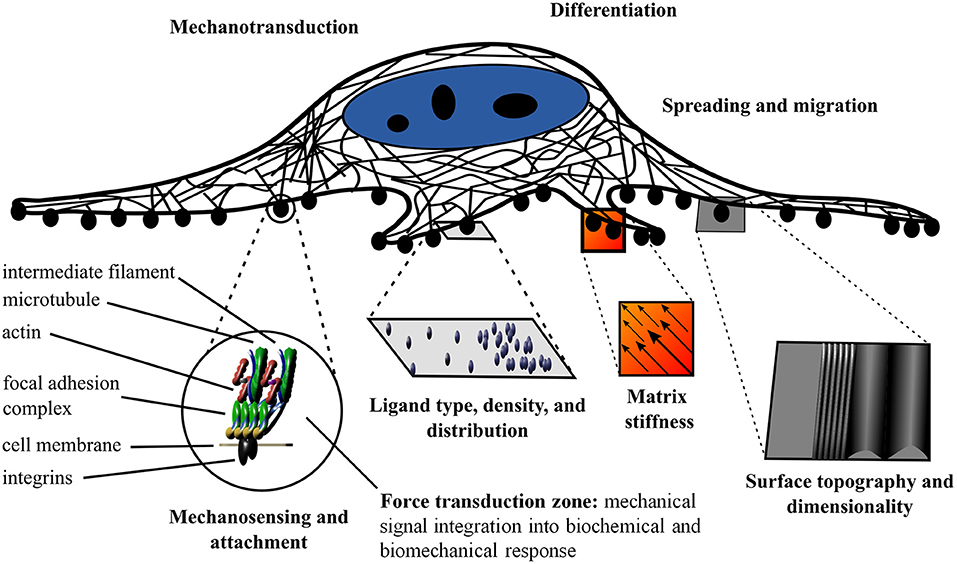 Three-Dimensional Bioprinting in Soft Tissue Engineering for