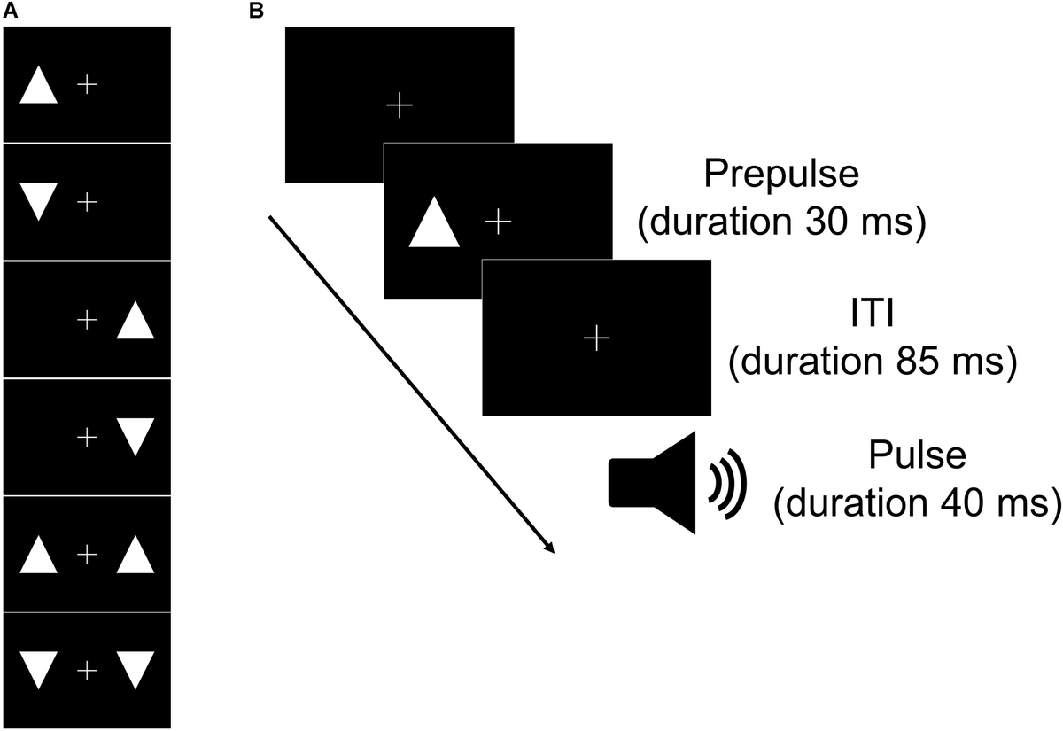 Frontiers Effect Of Visuospatial Attention On The Sensorimotor Gating