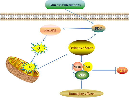 Frontiers | Molecular Mechanisms of Glucose Fluctuations on