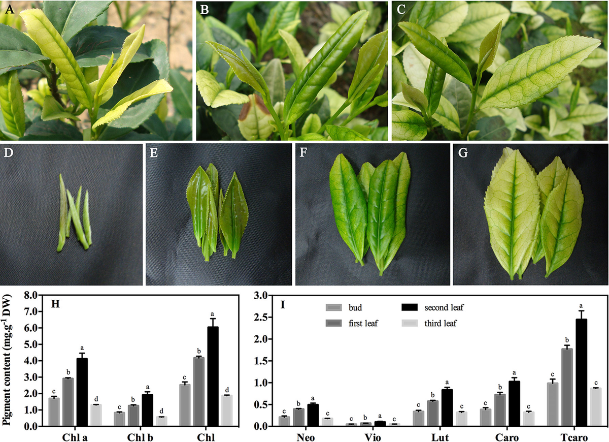 Frontiers | Dissection of Chemical Composition and