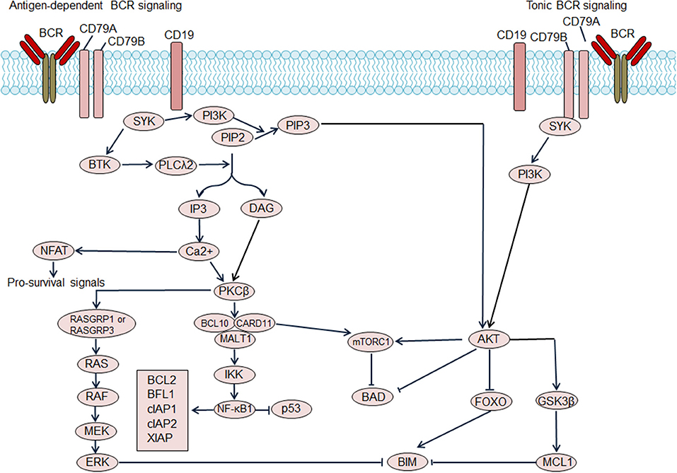 Frontiers | Dysregulation of Cell Survival in Diffuse Large