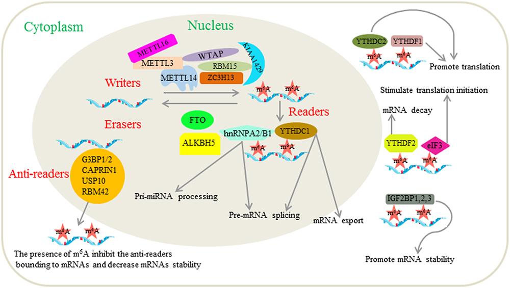 「かわいい～！」 Frontiers Infection Viral and N6-Methyladenosine | 邦画・日本映画