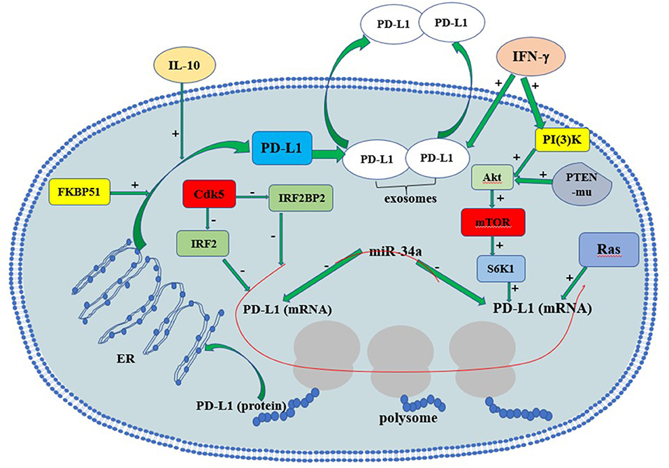 ン 大人気 新品 ノ Frontiers | The Prognostic and Therapeutic Value of PD-L1 in 小物
