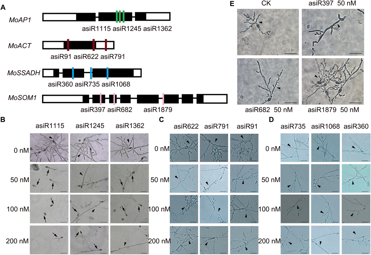 Frontiers Host Induced Gene Silencing of MoAP1 Confers Broad Spectrum