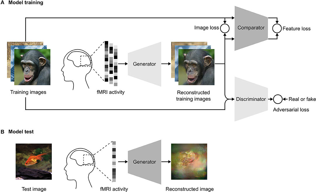 Frontiers | End-to-End Deep Image Reconstruction From Human