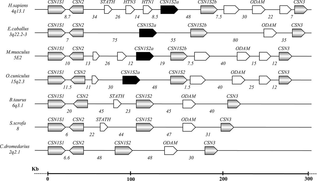 Uxlayotgan mushuk porno