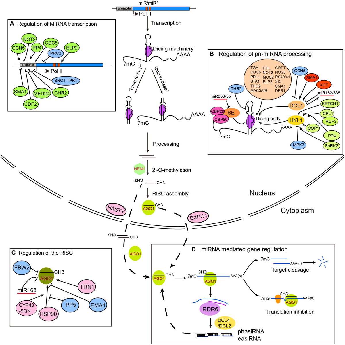 Frontiers | Plant microRNAs: Biogenesis, Homeostasis, and