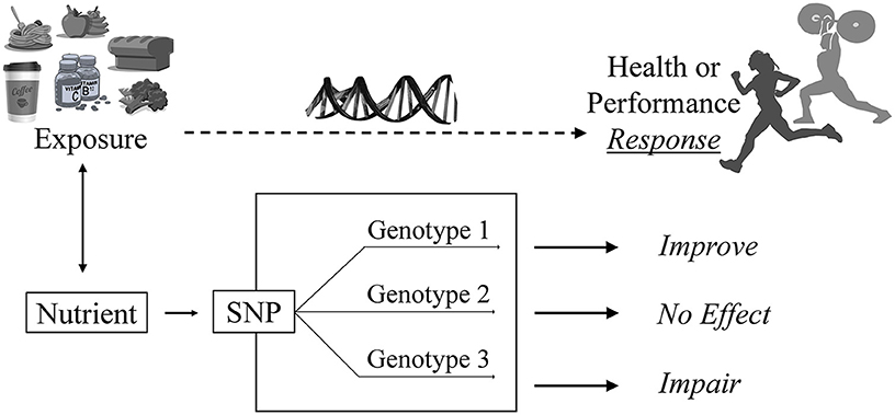 Sport Nutrigenomics: Personalized Nutrition for Athletic Performance Sport Nutrigenomics: Personalized Nutrition for Athletic Performance