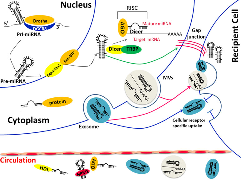 Frontiers | Circulating MicroRNAs in Cancer: Potential and