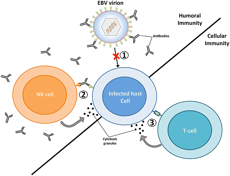 Frontiers | Progress in EBV Vaccines