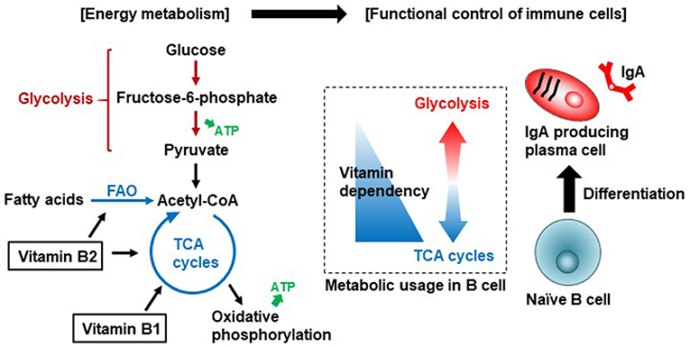 The Role of Vitamin B1 in Gut Health and Metabolism Frontiers | Metabolism of Dietary and Microbial Vitamin B Family in the Regulation of Host Immunity