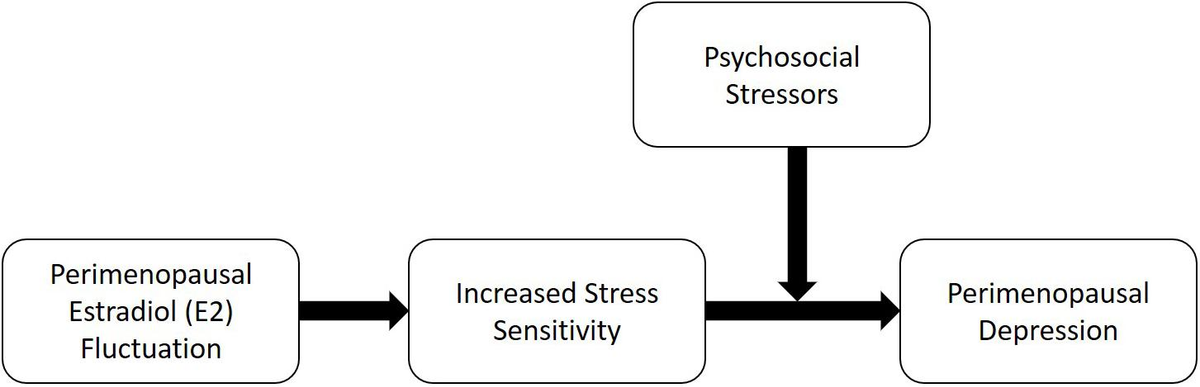 Frontiers | Estradiol Fluctuation, Sensitivity to Stress, and Depressive Symptoms in the Menopause Transition: A Pilot Study