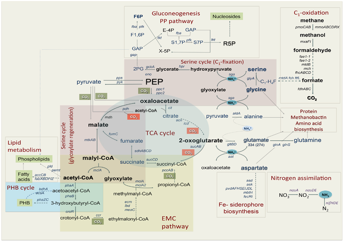 臨床病態栄養学 = Pathophysiological Bases of C…