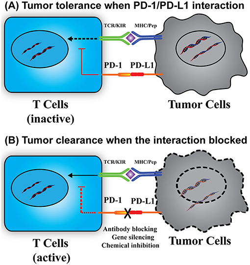 Frontiers | PD-L1 Distribution and Perspective for Cancer