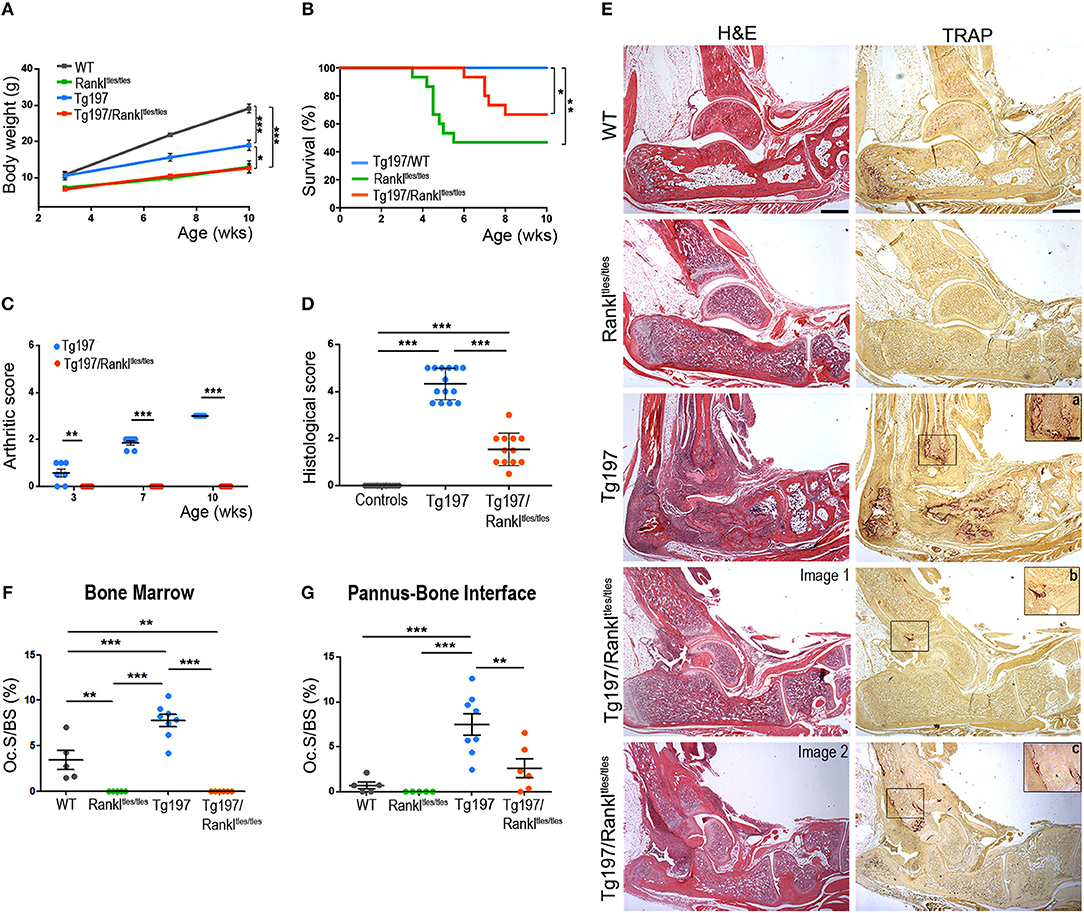 Frontiers | New Insights for RANKL as a Proinflammatory