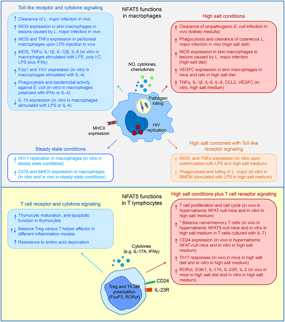 Frontiers | Regulation of Inflammatory Functions of