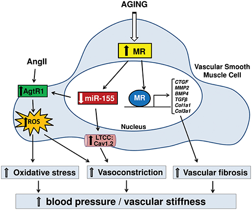 Frontiers | Role of Aldosterone and Mineralocorticoid