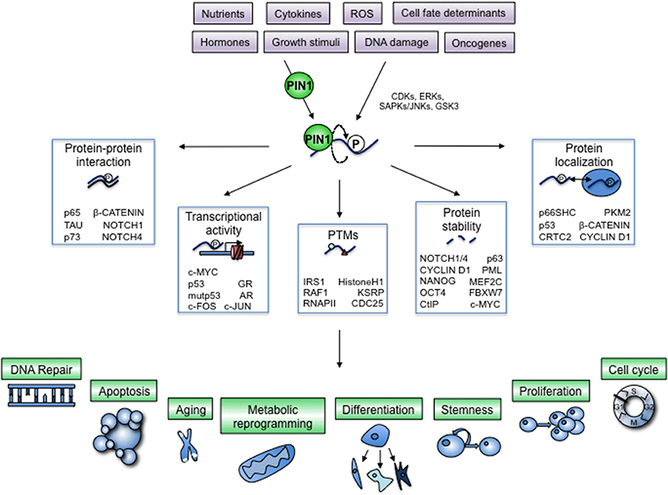 Frontiers | Oncogenic Hijacking of the PIN1 Signaling Network