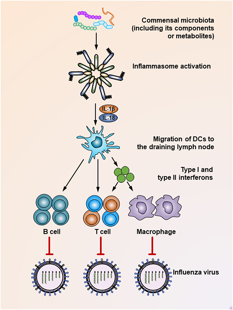 Frontiers | The Commensal Microbiota and Viral Infection: A