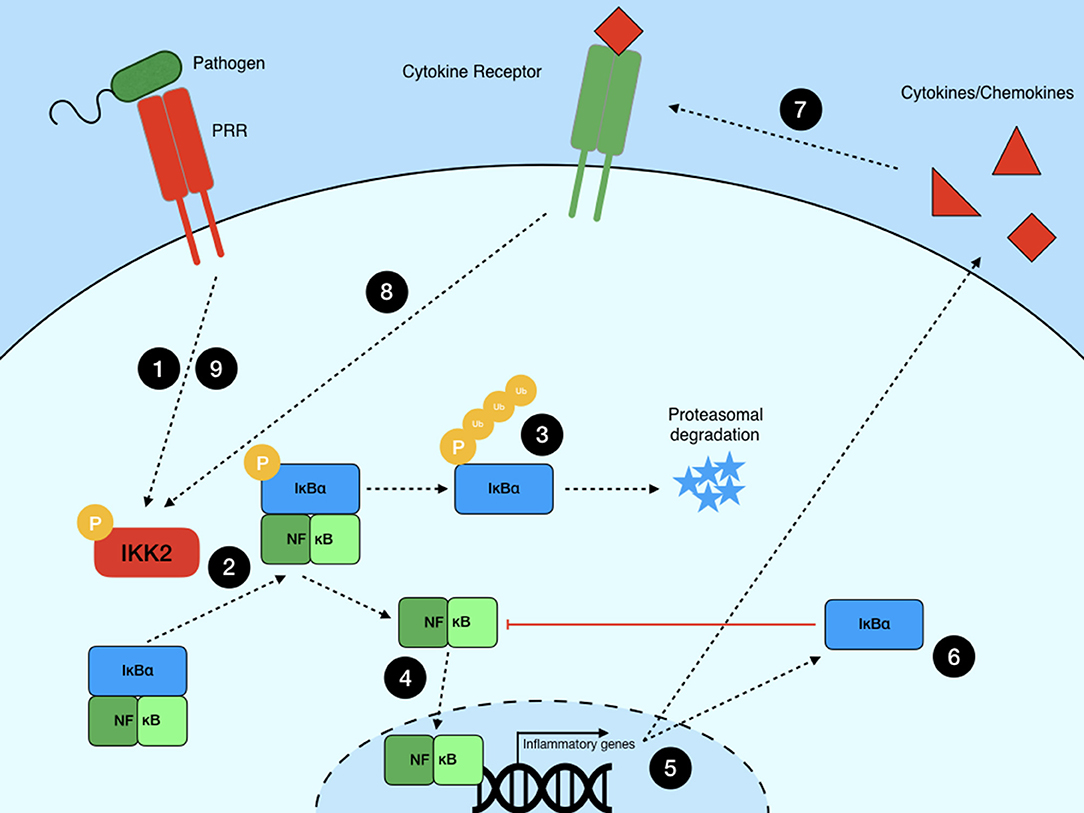 通販でクリスマス Frontiers | NF-κB Signaling in Macrophages: Dynamics Windowsノート本体