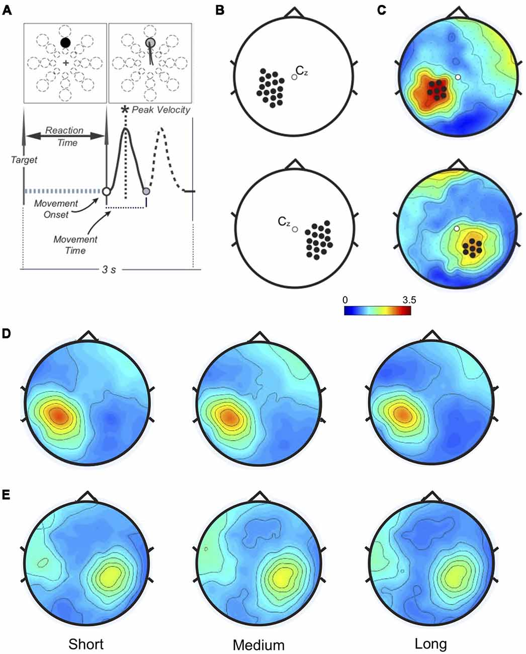 Frontiers | Beta Modulation Depth Is Not Linked to Movement