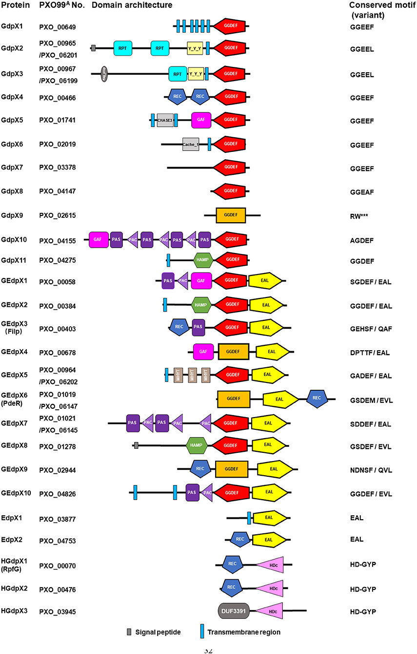 Frontiers | Identification of c-di-GMP Signaling Components Frontiers | Identification of c-di-GMP Signaling Components