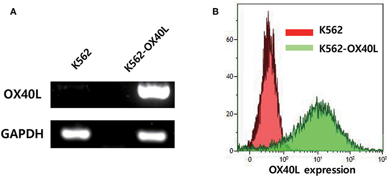 Frontiers | Expansion of Human NK Cells Using K562 Cells