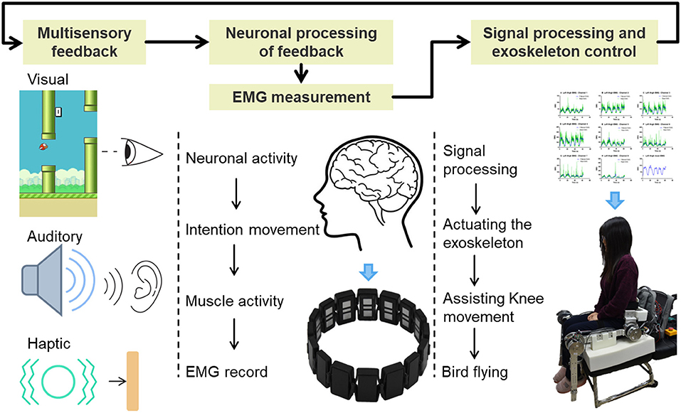 Frontiers | Development of an EMG-Controlled Knee Frontiers | Development of an EMG-Controlled Knee