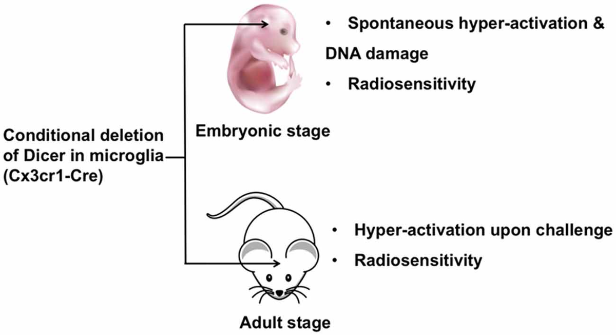 Frontiers | MicroRNAs in Microglia: How do MicroRNAs Affect